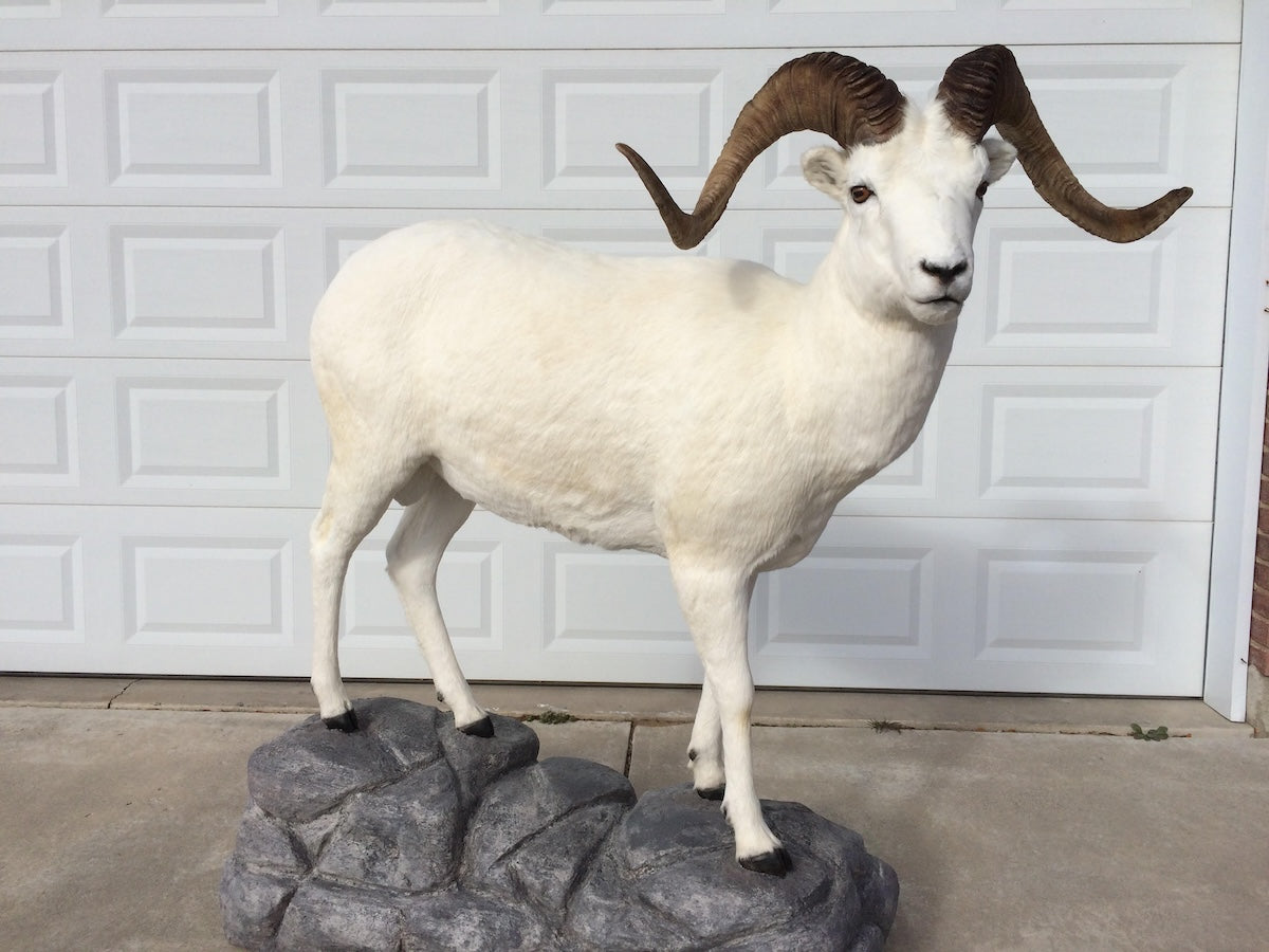 Photo of a life size dall sheep white hair cleaned with fur bleach