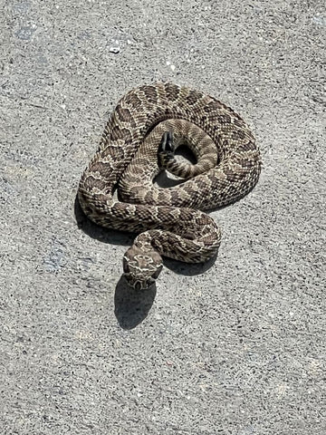 What is More Dangerous – a Baby or an Adult Rattlesnake?