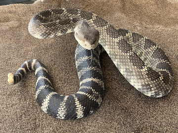 Snake Tanning Agent vs. Snake Oil: What They Do and Why You Need Both