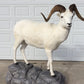 Photo of a life size dall sheep white hair cleaned with fur bleach