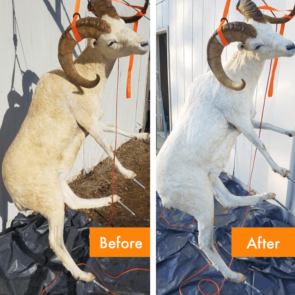 Before and after photos of a dall sheep cleaned with fur bleach