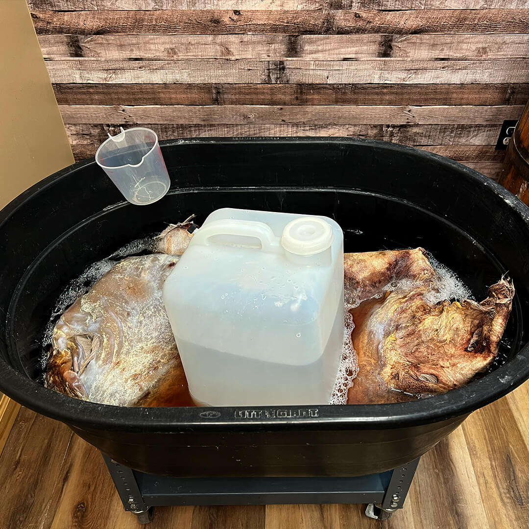 Photo of a dried deer hide in a mixed bath of hide relaxer prior to tanning