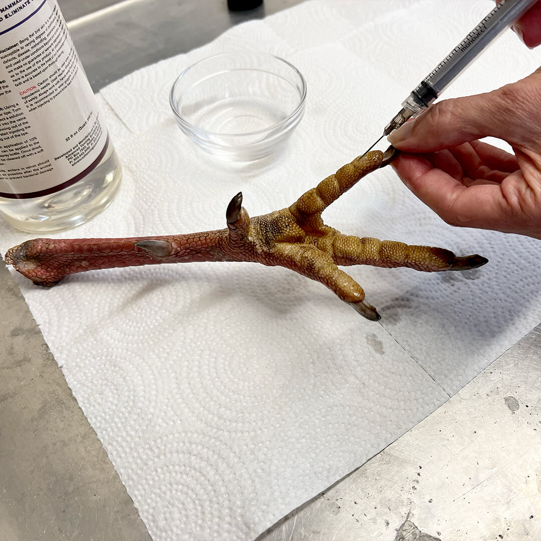 Photo of applying advanced tanning solution injection fluid to a turkey leg for taxidermy
