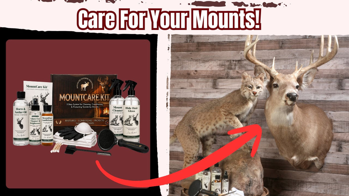 video showing using mountcare kit products on cleaning a taxidermy deer head 