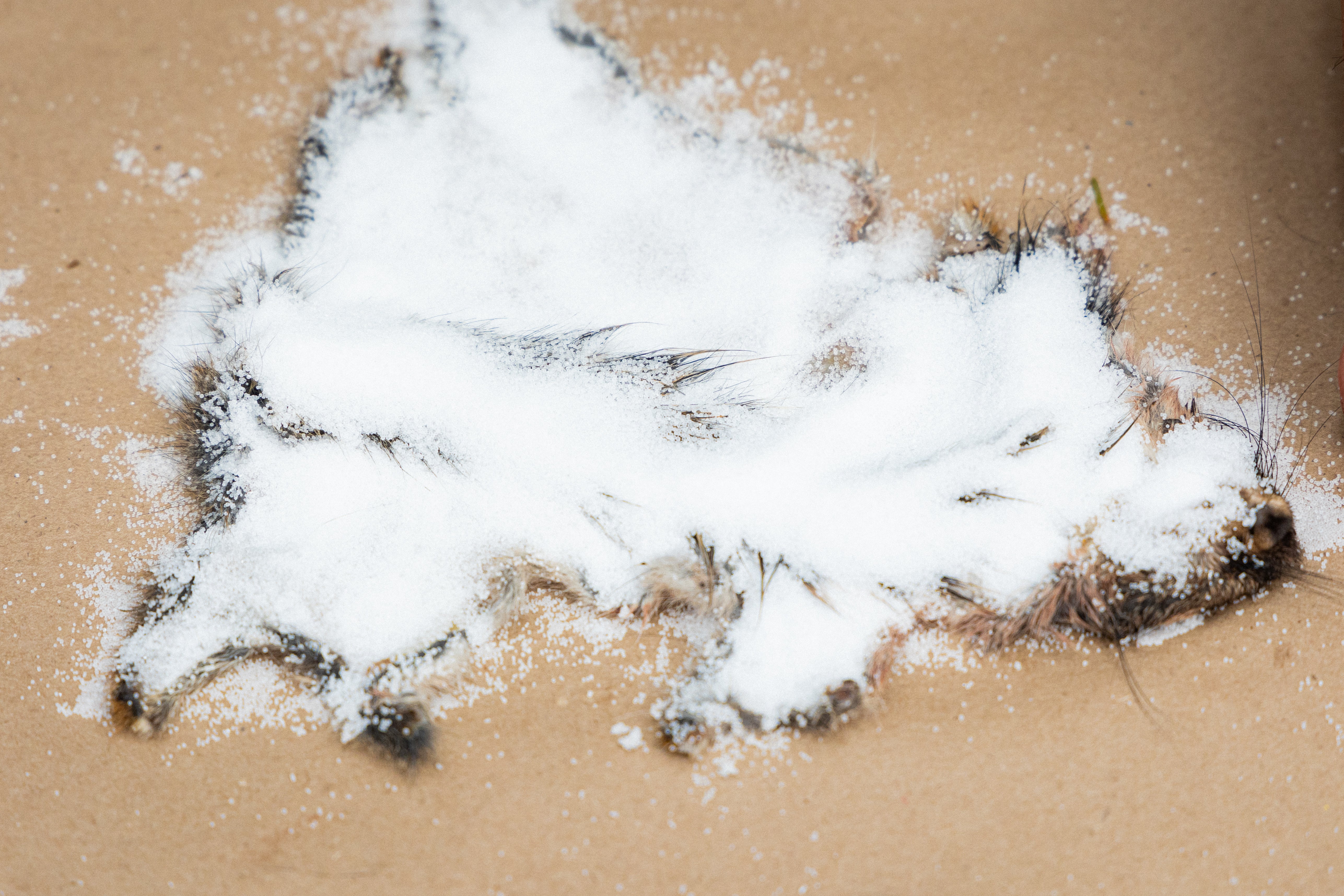 Squirrel hide being treated with salt 