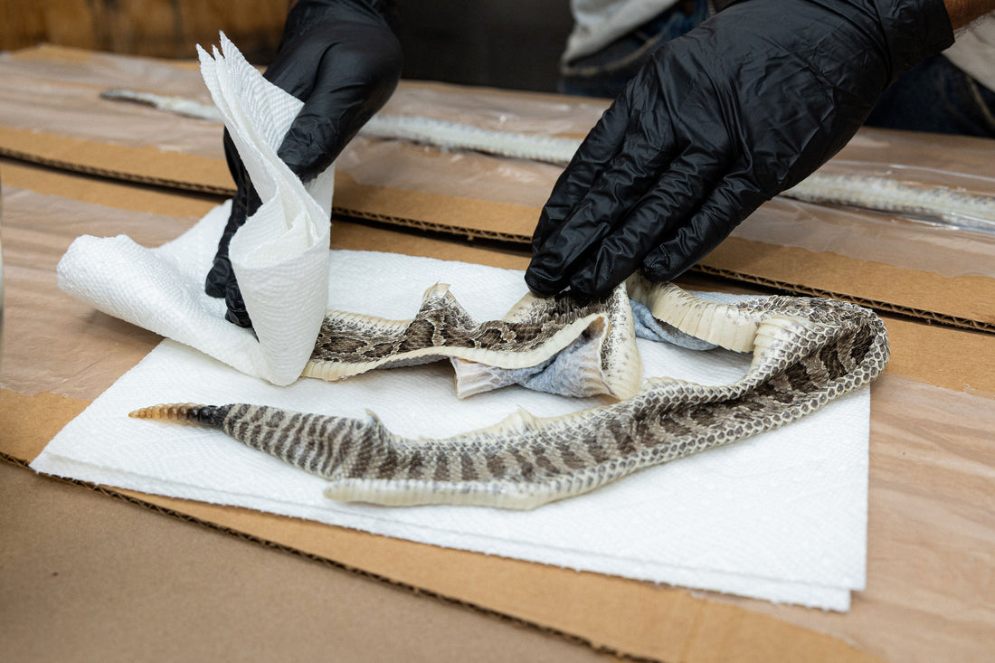 Worker applies Advanced Tanning Solutions Snake Oil to a snake skin 