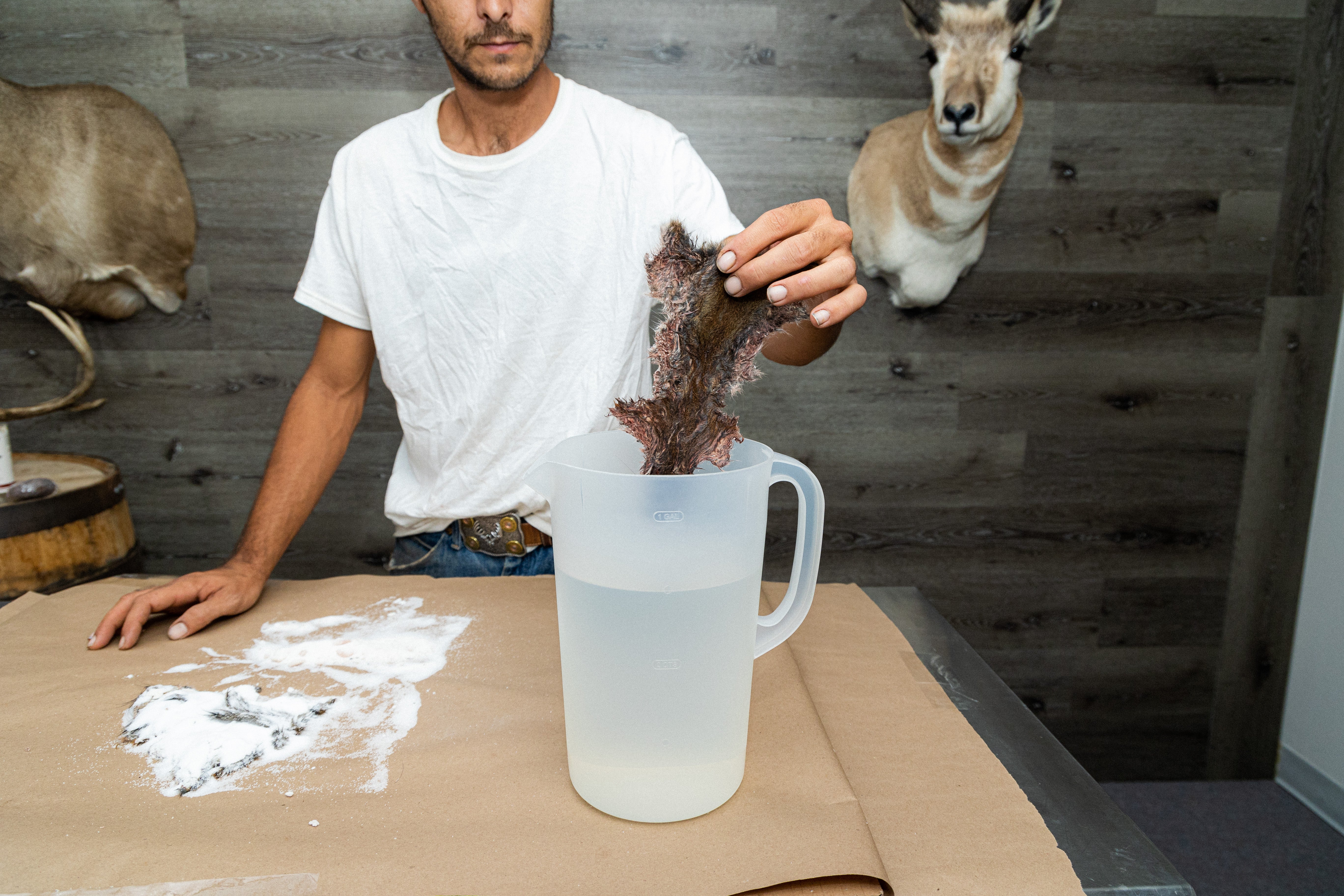 Squirrel hide being treated in a cleaning bath