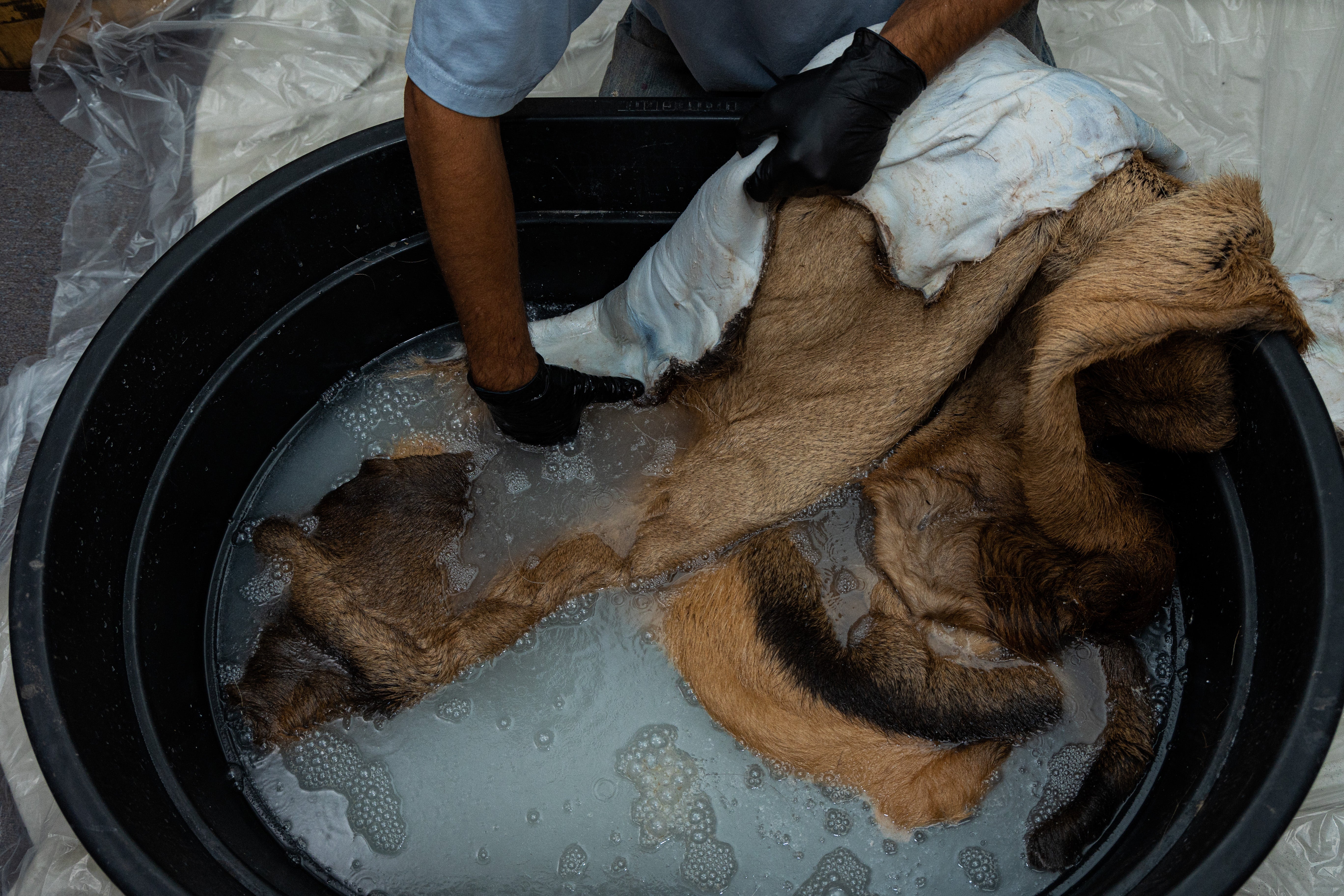 Hide being submerged in a detergent bath