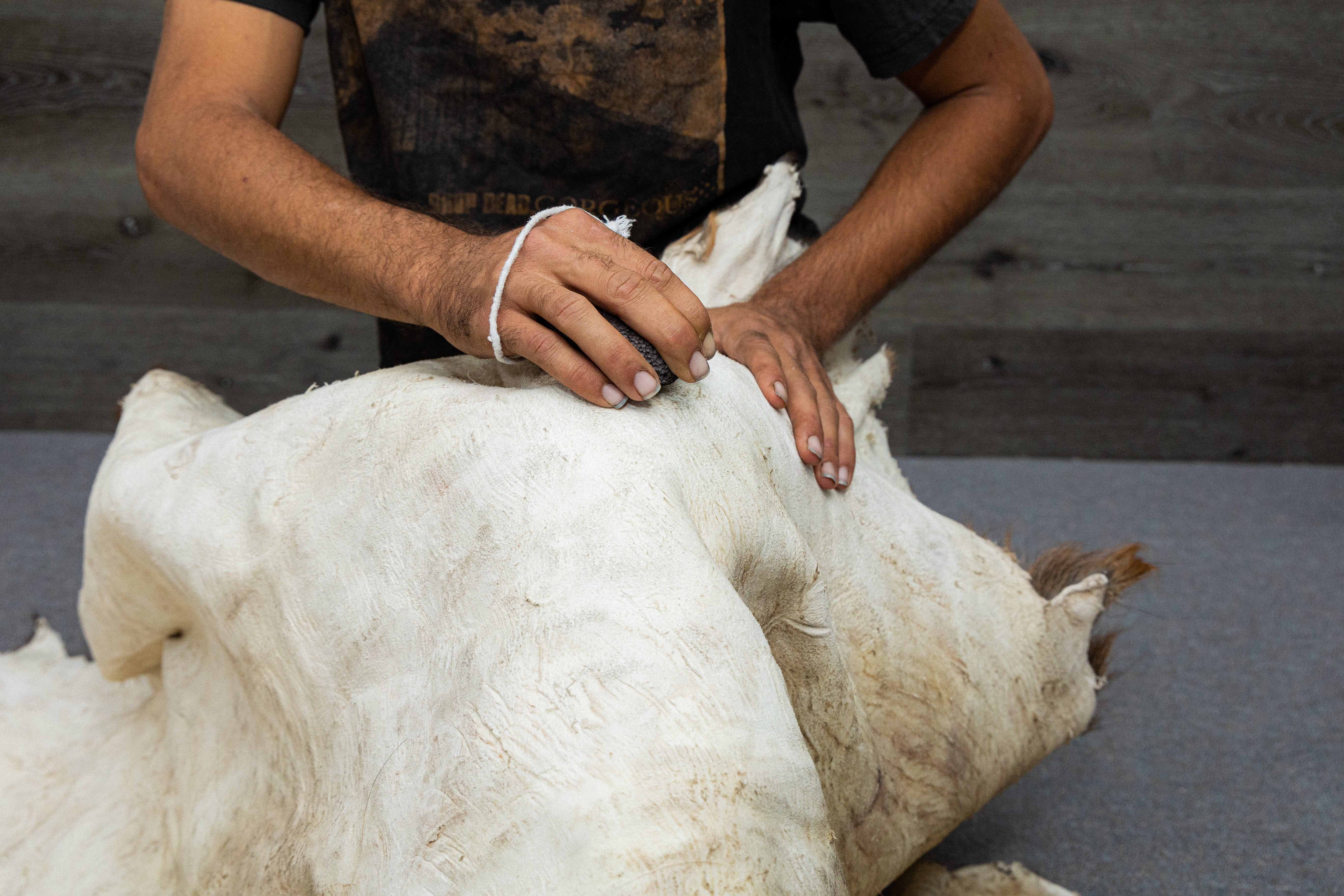 Worker using the advanced tanning solutions softening stone on a hide. 