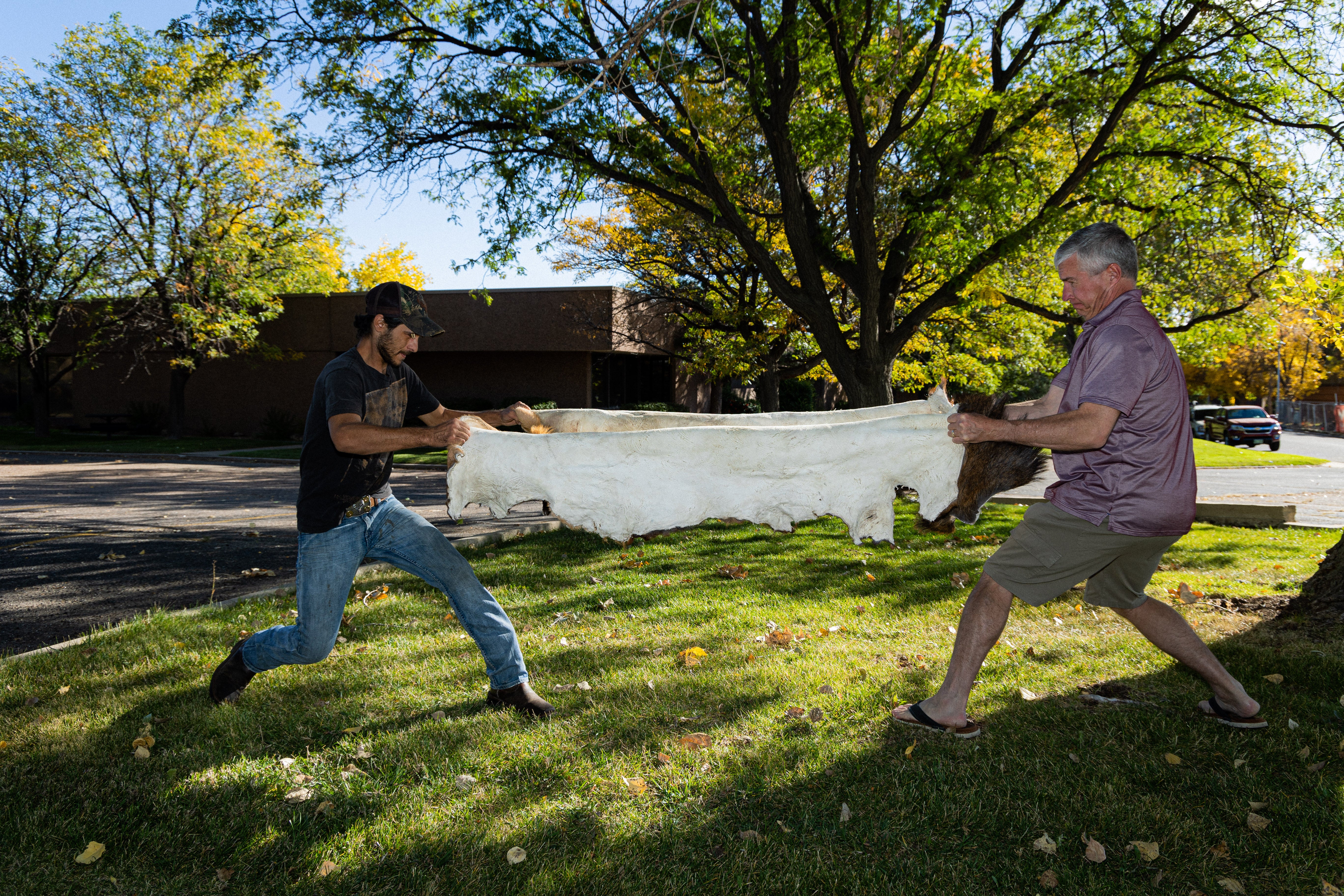 Two workers stretch leather in a tug-of-war motion during the tanning process.